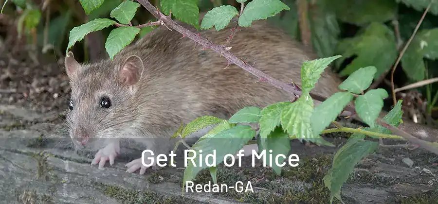 Get Rid of Mice Redan-GA