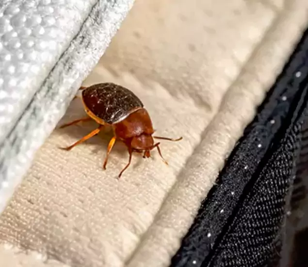 Trusted Bed Bug Prevention Specialists in Redan, GA