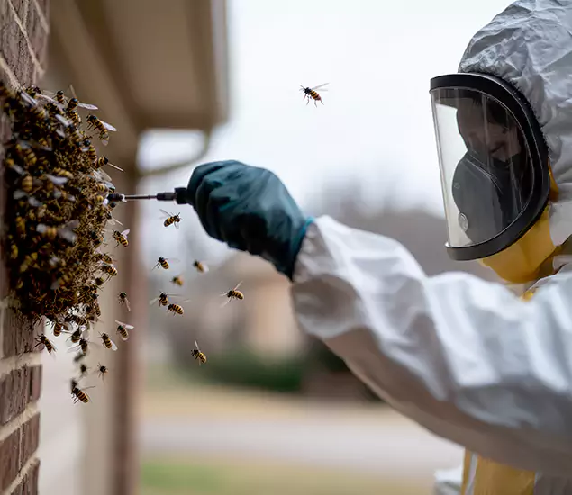 Your Bee Removal Company in Redan, GA