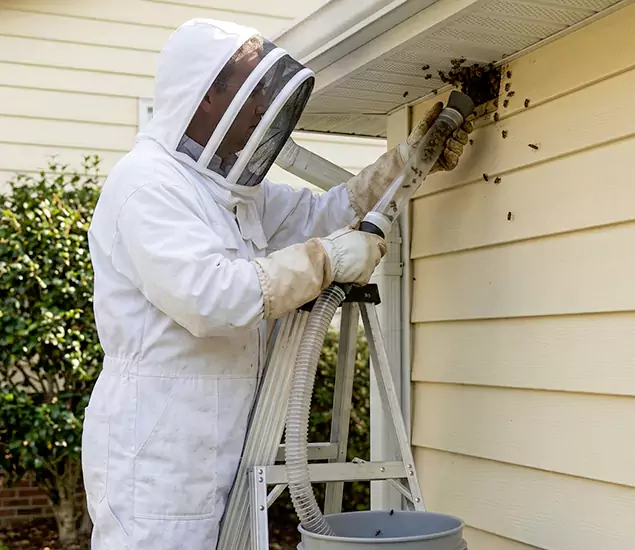 Your Affordable Bee Removal Company in Redan, GA
