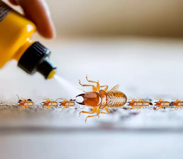 Reliable Bora Care Termite Experts in Redan, GA