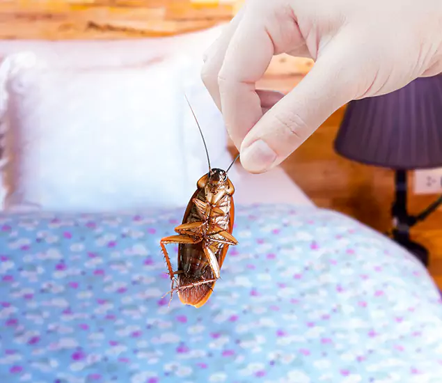 Expert Roach Control Services: Your Cockroach Pest Control in Redan, GA