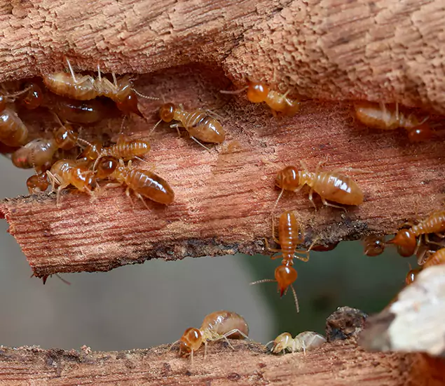 About Our Drywood Termite Treatment Experts in Redan, GA