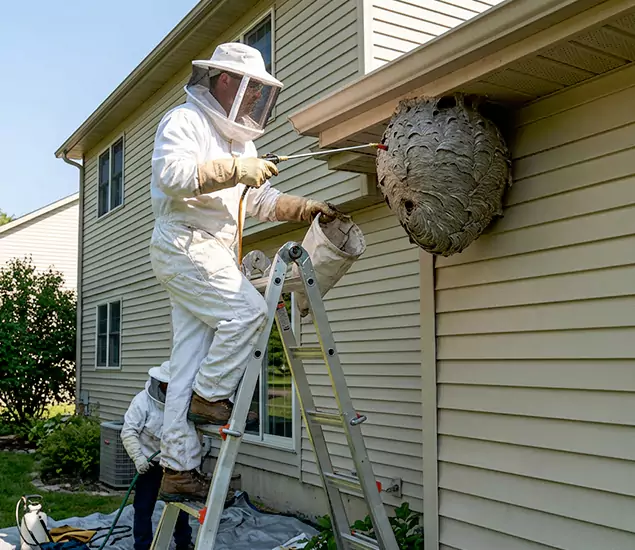 Expert Wasp Nest Removal: Your Local Wasp Nest Removal Company in Redan, GA