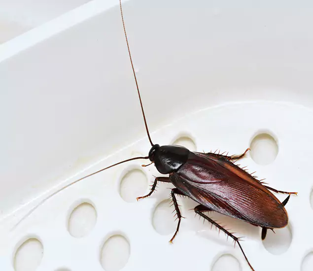 Trusted Cockroach Exterminator: Your Roach Control Services in Redan, GA