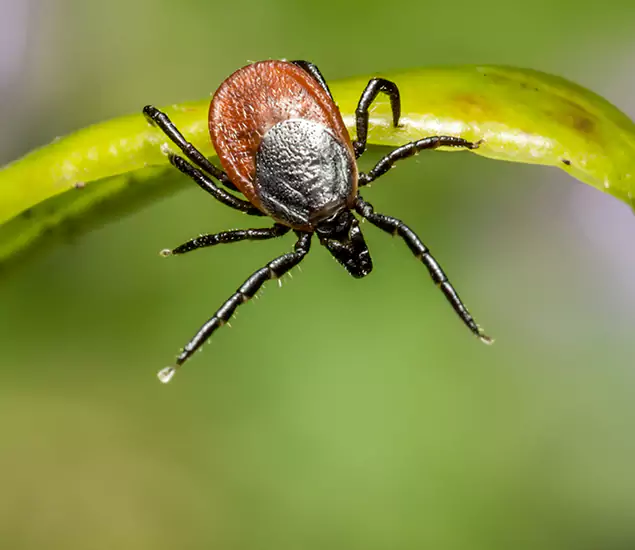 Your Trusted Tick Pest Control in Redan, GA
