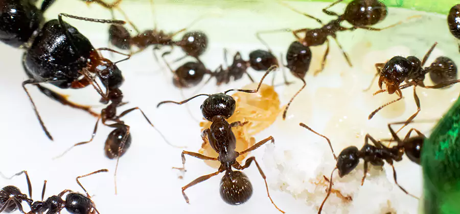 Argentine Ant Barrier Treatment in Redan