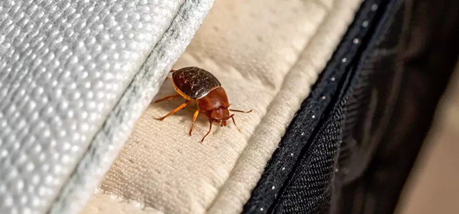 Commercial Bed Bug Control in Redan