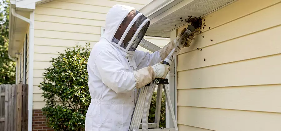 Ground Bee Removal in Redan