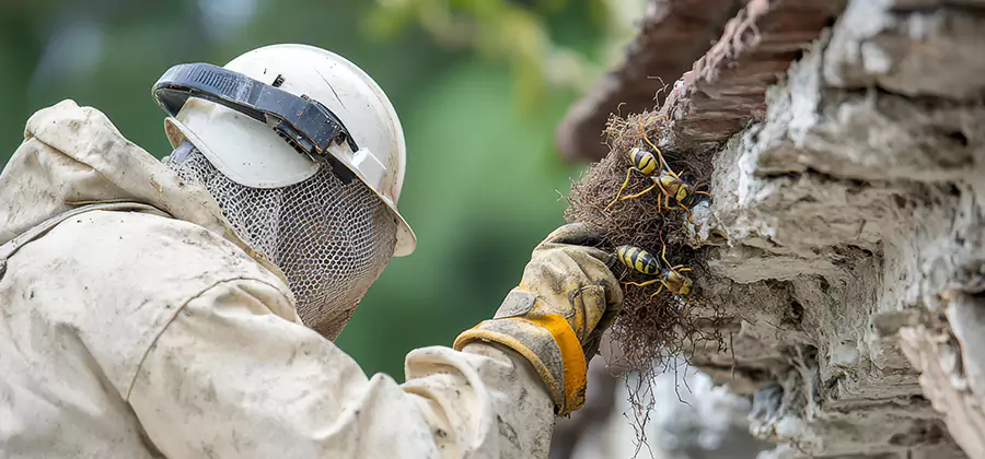 Bee and Wasp Hornet Removal in Redan
