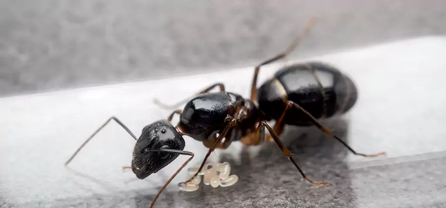 Black Ants in Kitchen Elimination in Redan