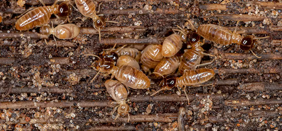Bora Care Residential Termite Control in Redan
