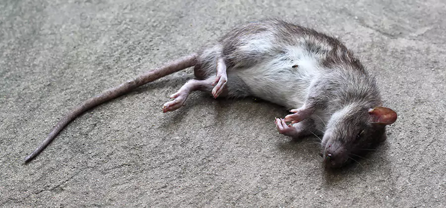 Dead Rat Disposal in Redan