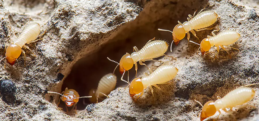 Termite Exterminator Services in Redan