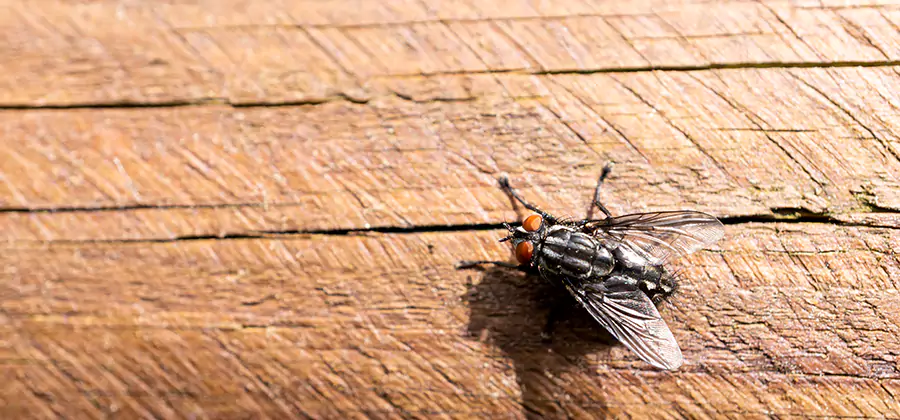 Flying Ant Barrier Treatment in Redan