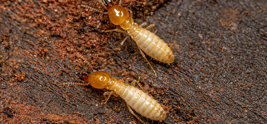 Structural Heat Termite Treatment in Redan