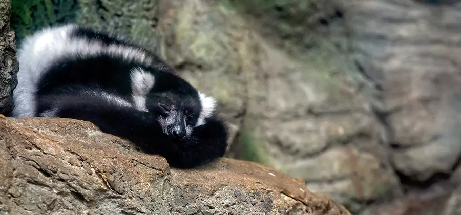 Humane Skunk Removal in Redan