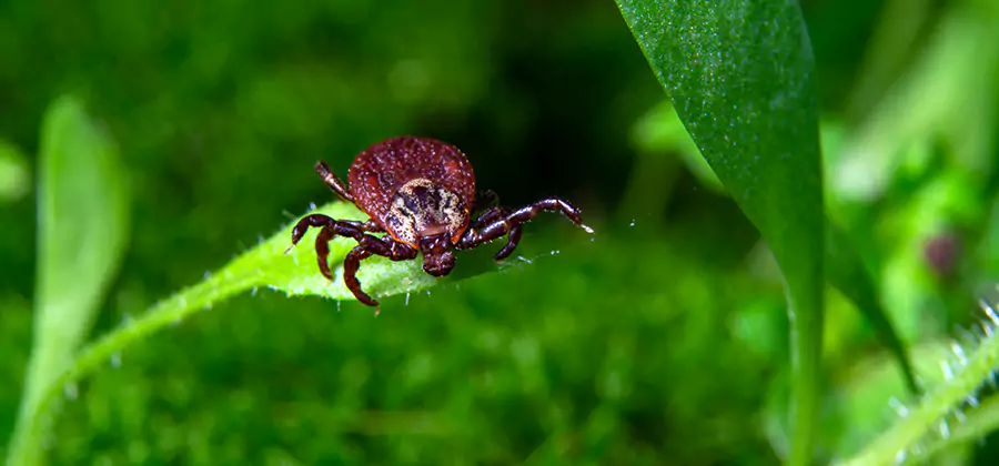 Tick Prevention for Yard in Redan
