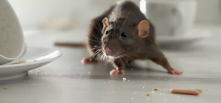 Rodent Feces Removal in Redan
