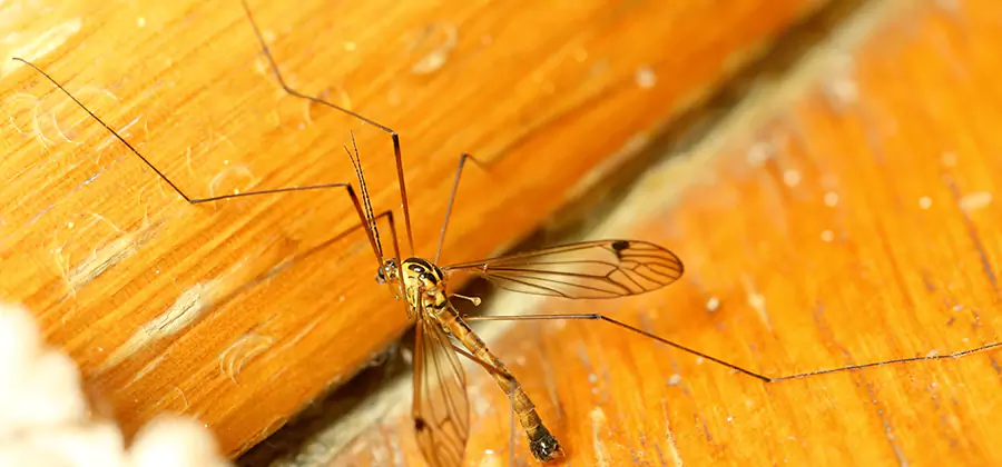 Exterior Mosquito Control in Redan