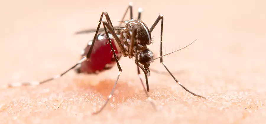 Pond Mosquito Control and Water Treatment in Redan