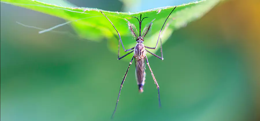 Home Defense Insect Killer in Redan