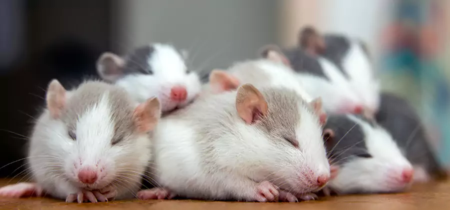 Redan Pet Safe Mice Control