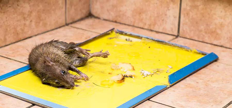Rat Trapping Service In Redan