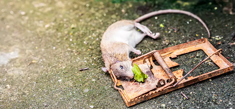 Rat Trapping in Redan