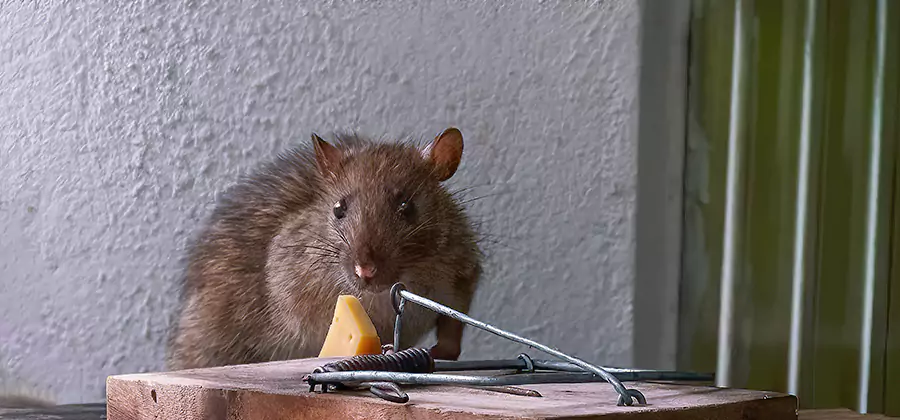 Rodent Nesting Prevention in Redan