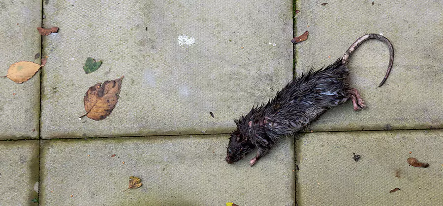Rodent inspection service in Redan