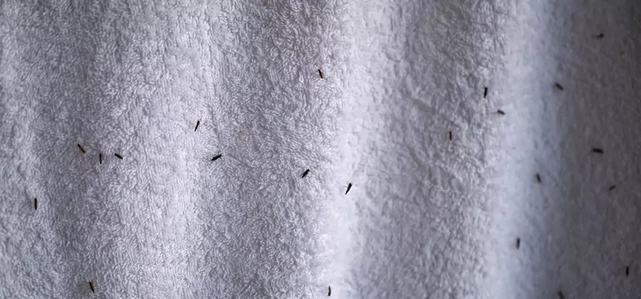 Small Black Ants in Bathroom Treatment in Redan