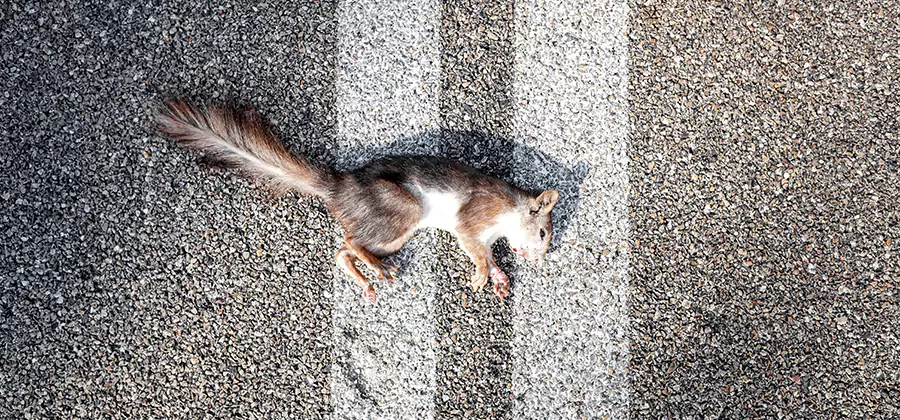 Dead Squirrel Removal in Redan