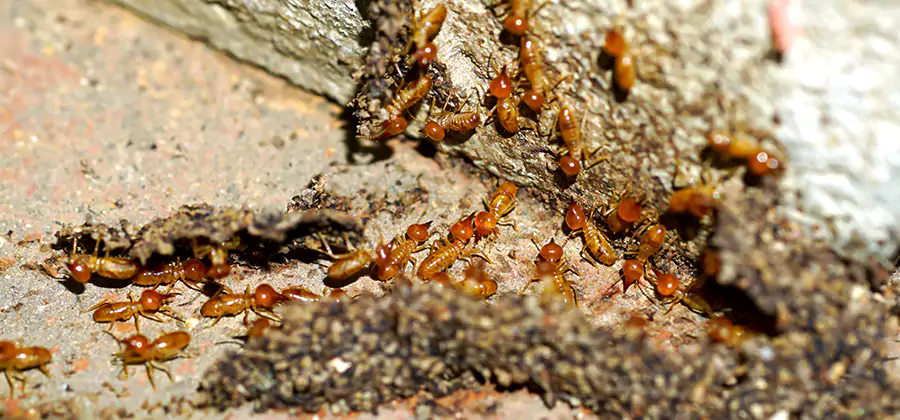 Wood Treatment and Localized Termite Solutions in Redan
