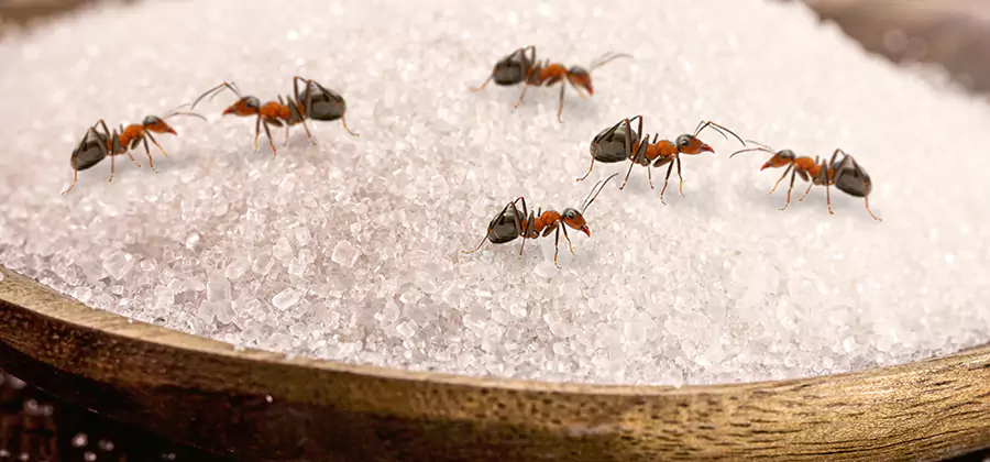 Indoor Sugar Ant Treatment in Redan