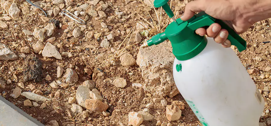 Heat Treatment Termite Cost in Redan