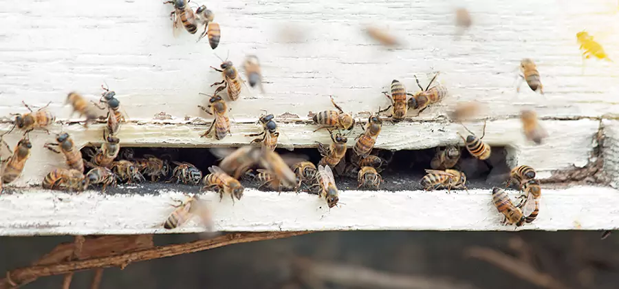 Residential Termite Fumigation in Redan