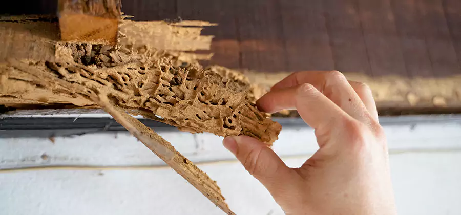 Pre-Purchase Termite Inspection in Redan