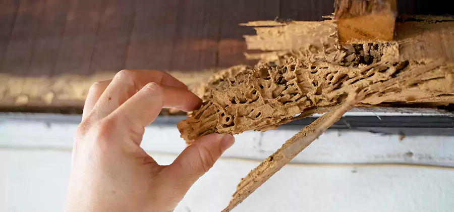 Pre-Construction Termite Treatment in Redan