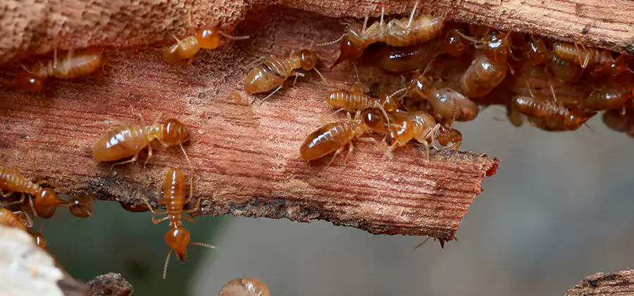 Wood Preservation Termite Treatment in Redan