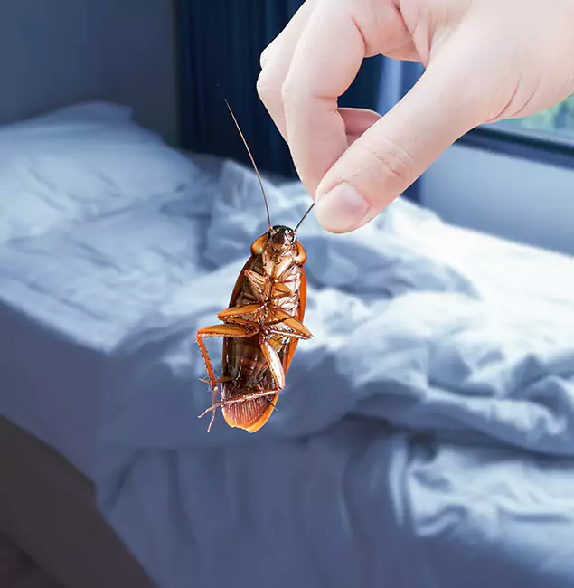 Why Choose Red Ant Pest Control Pros for Bed Bug Extermination in Redan, GA?