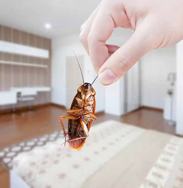 Why Red Ant Pest Control Pros Stand Out for Bed Bug Fumigation in Redan, GA?