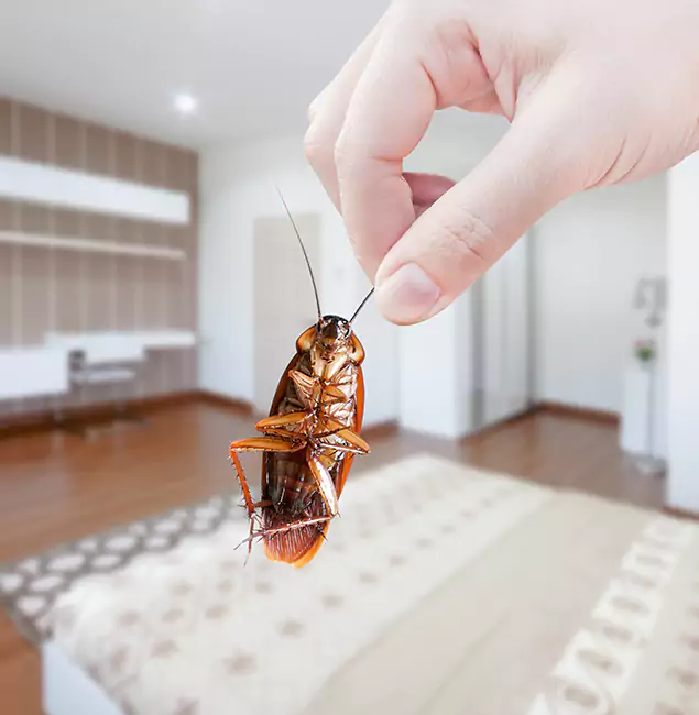 Why Red Ant Pest Control Pros Stand Out For Bed Bug Inspection in Redan, GA?