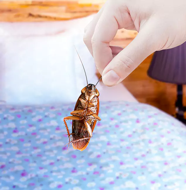 Why Choose Red Ant Pest Control Pros for Bed Bug Treatment in Redan, GA?