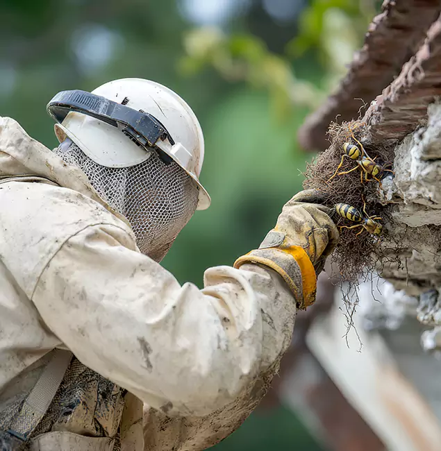 Why Redan Property Owners Choose Red Ant Pest Control Pros for Bee Exterminator?