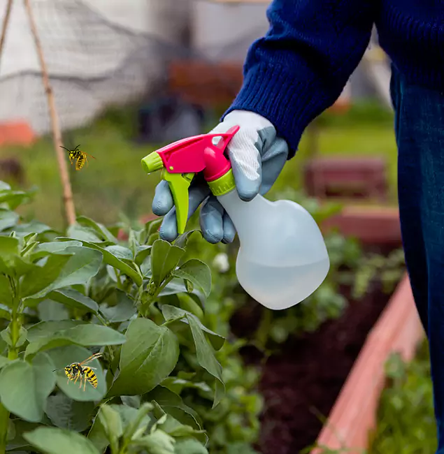 Why Redan Homeowners Choose Red Ant Pest Control Pros for Honey Bee Removal?