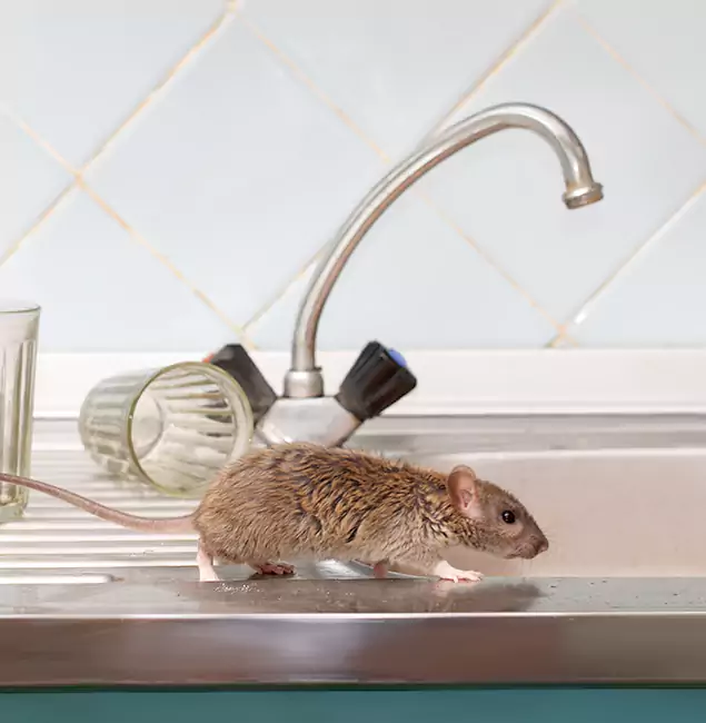 Why Redan, GA Trusts Red Ant Pest Control Pros for Humane Rodent Control?