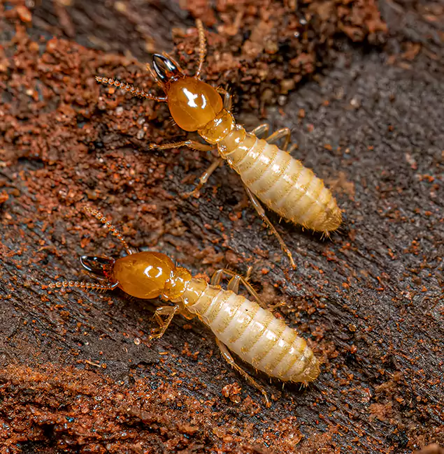 Why Choose Red Ant Pest Control Pros for Termite Treatment Without Tenting in Redan, GA?
