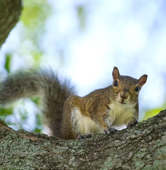 Why Redan, GA Relies on Red Ant Pest Control Pros for Squirrel Pest Control?