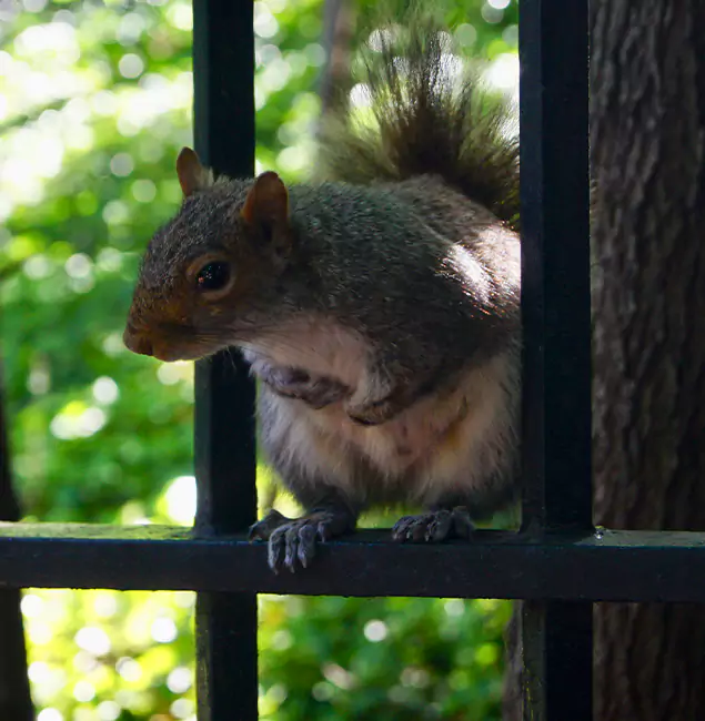 Why Redan, GA Chooses Red Ant Pest Control Pros for Squirrel Removal?